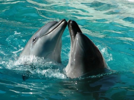 amor delfines